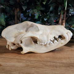 Eastern Timber Wolf Skull
