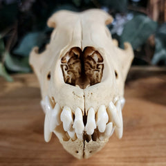 Eastern Timber Wolf Skull