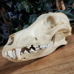 Eastern Timber Wolf Skull