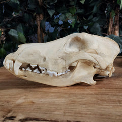 Eastern Timber Wolf Skull