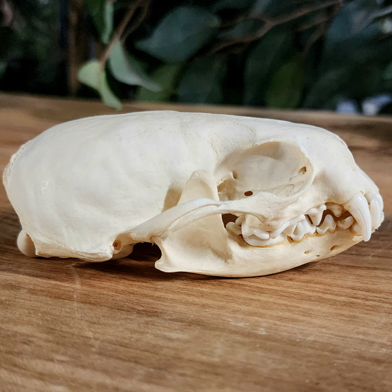 River Otter Skull