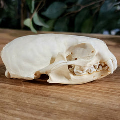 River Otter Skull