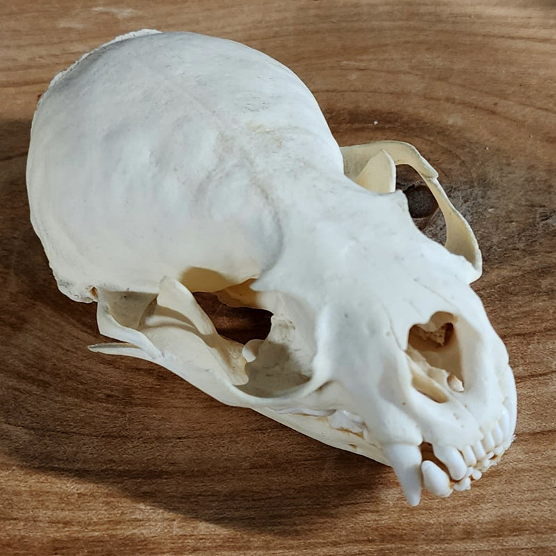 River Otter Skull
