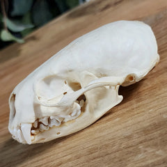 River Otter Skull