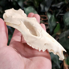 Opossum Skull (B Grade), A