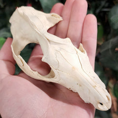 Opossum Skull (B Grade), A