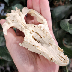 Opossum Skull (B Grade), A