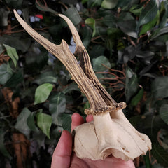 Roe Deer Skullcap B