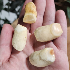 Walrus Teeth, Modern (Ontario Only)