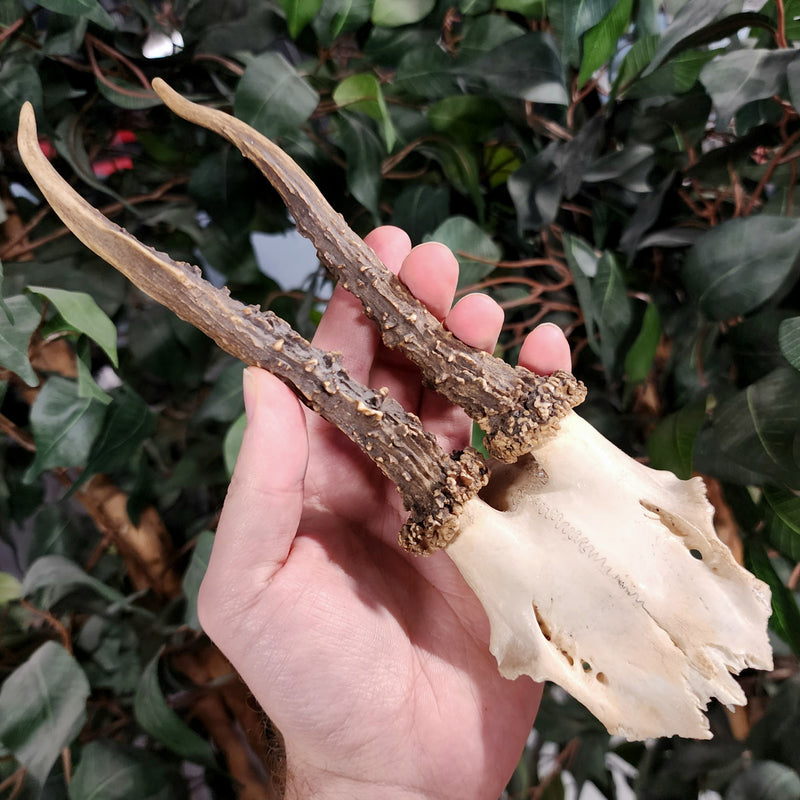 Roe Deer Skullcap C