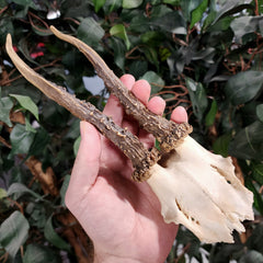 Roe Deer Skullcap C