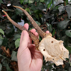 Roe Deer Skullcap C