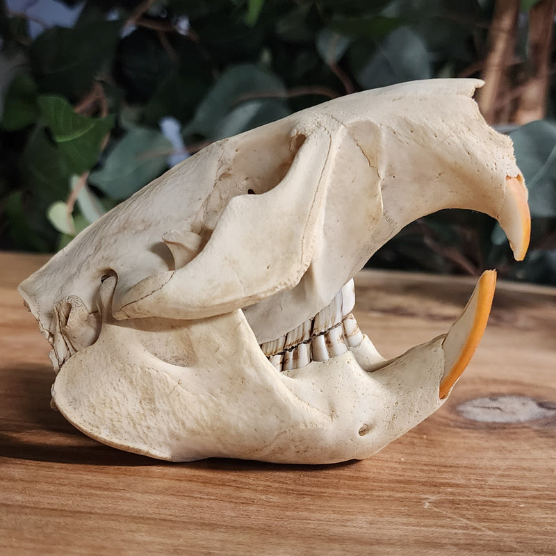 Beaver Skull A (B Grade)