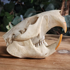 Beaver Skull A (B Grade)