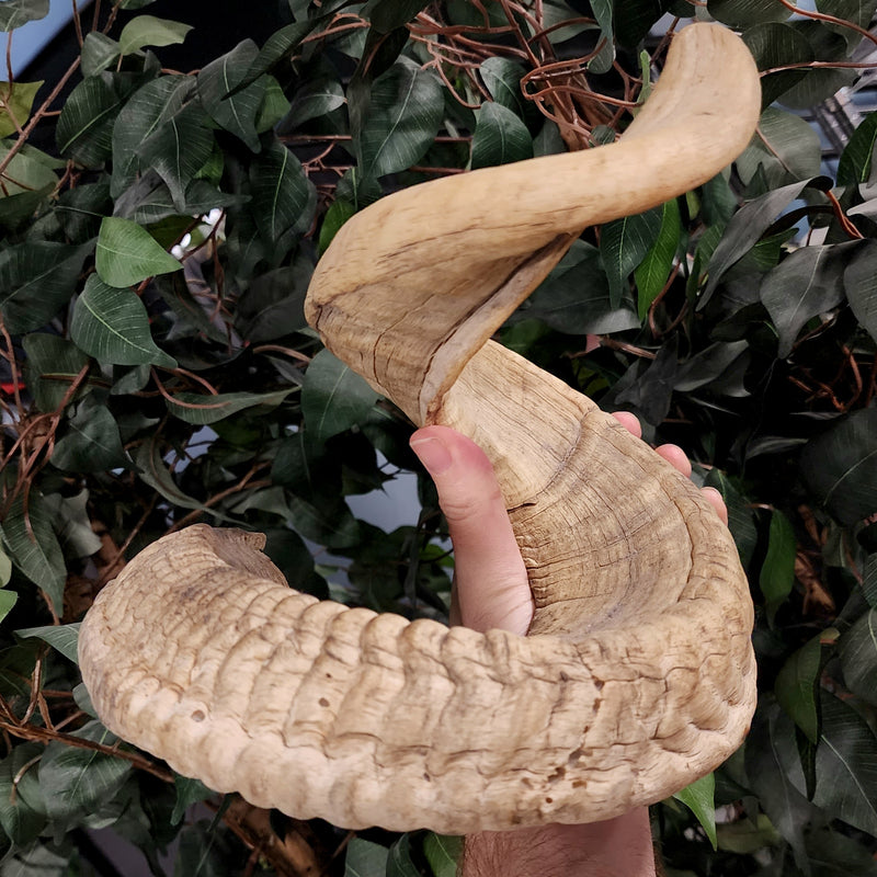 Merino Ram Horn C (7.5")