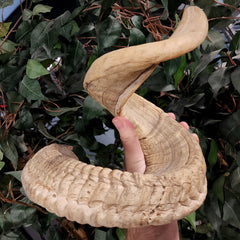 Merino Ram Horn C (7.5