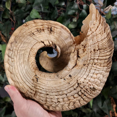 Merino Ram Horn C (7.5