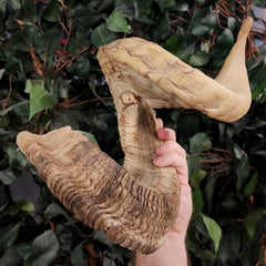 Merino Ram Horn C (7.5