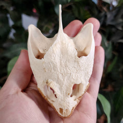 Snapping Turtle Skull A (No Jaw)
