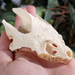Snapping Turtle Skull A (No Jaw)