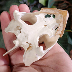 Snapping Turtle Skull A (No Jaw)