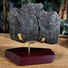 Allosaurus Dinosaur Vertebrae