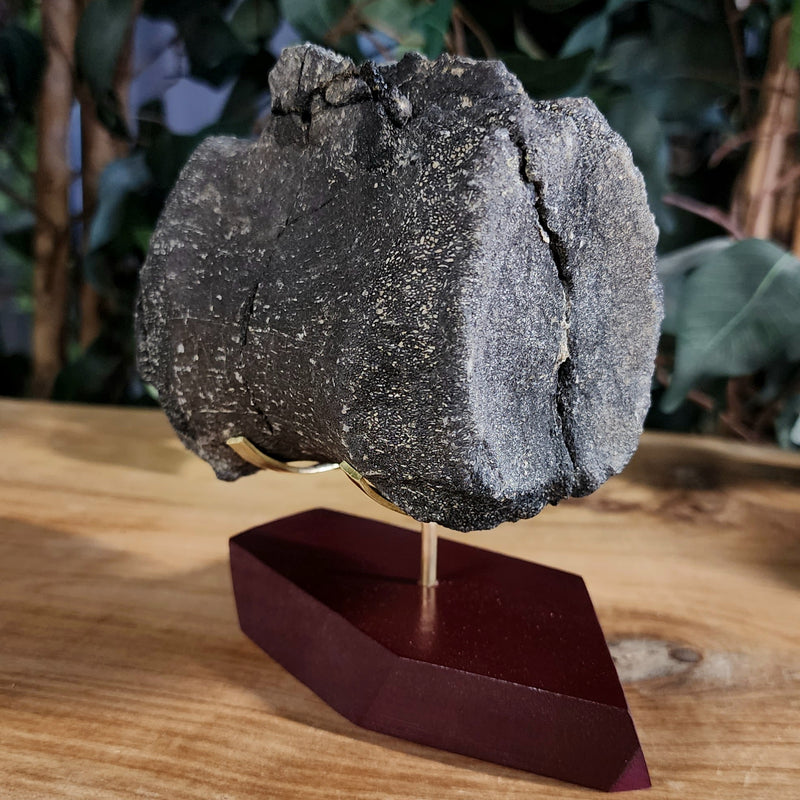 Allosaurus Dinosaur Vertebrae