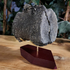 Allosaurus Dinosaur Vertebrae