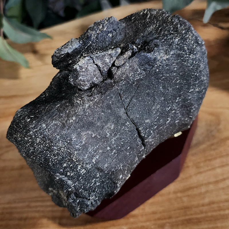 Allosaurus Dinosaur Vertebrae