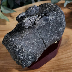 Allosaurus Dinosaur Vertebrae