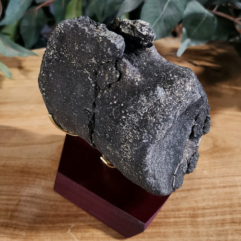 Allosaurus Dinosaur Vertebrae