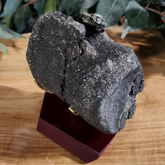 Allosaurus Dinosaur Vertebrae
