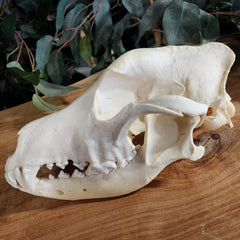 German Shepherd Dog Skull