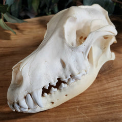 German Shepherd Dog Skull