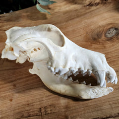 German Shepherd Dog Skull