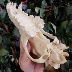 German Shepherd Dog Skull