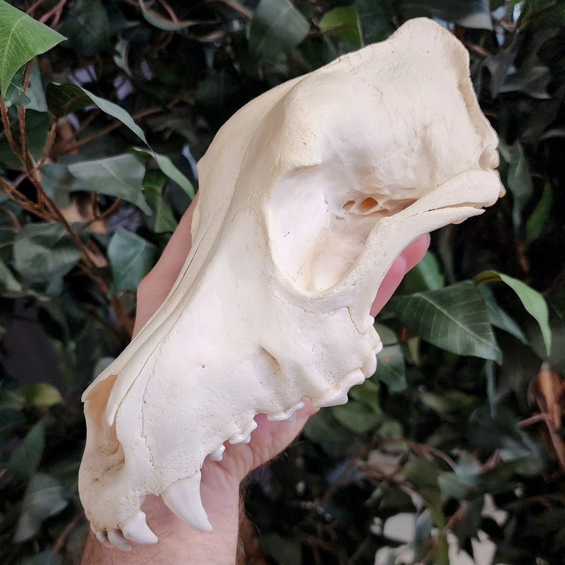 German Shepherd Dog Skull