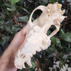 German Shepherd Dog Skull