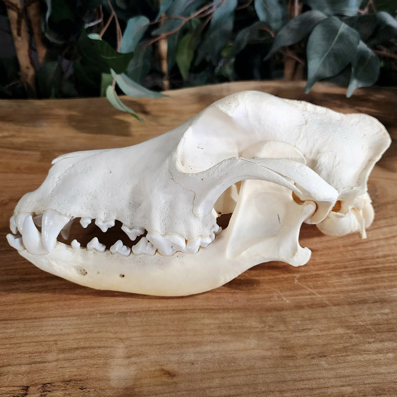 German Shepherd Dog Skull