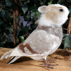 Birdbun Taxidermy (Bunny x Pigeon)