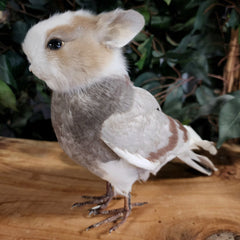 Birdbun Taxidermy (Bunny x Pigeon)