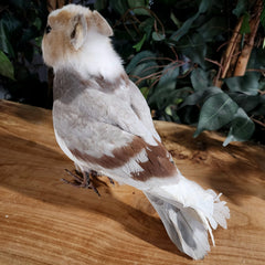 Birdbun Taxidermy (Bunny x Pigeon)