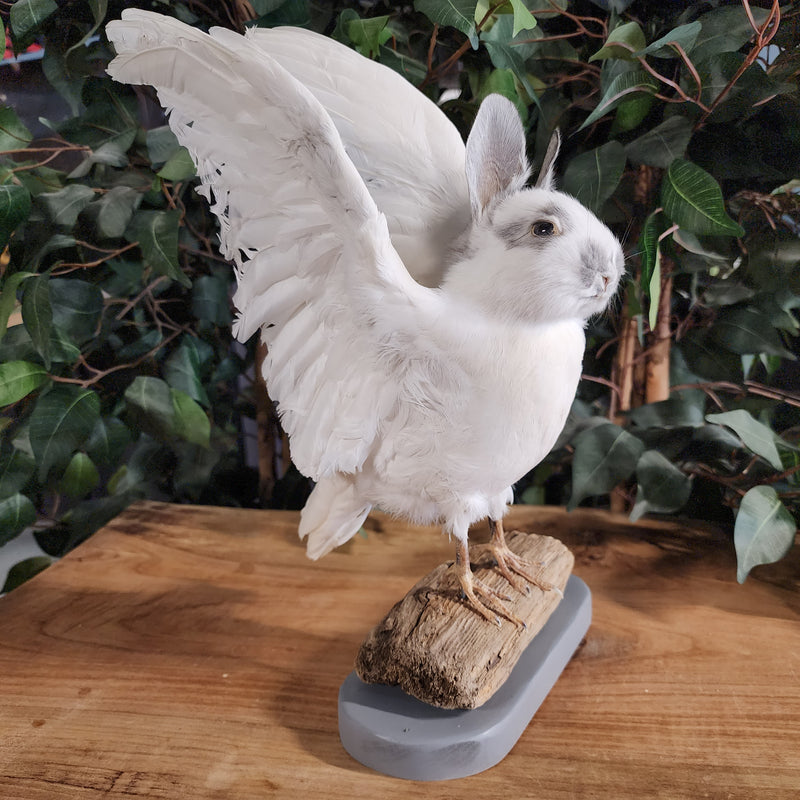 Birdbun Taxidermy (Bunny x Pigeon)