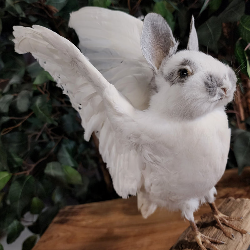 Birdbun Taxidermy (Bunny x Pigeon)