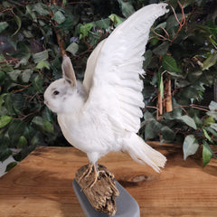 Birdbun Taxidermy (Bunny x Pigeon)