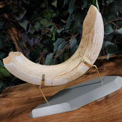 Hippopotamus Tooth XXL