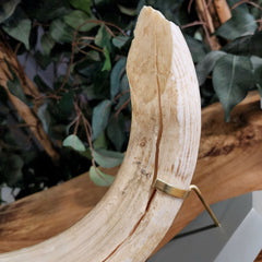 Hippopotamus Tooth XXL