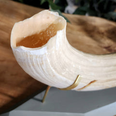 Hippopotamus Tooth XXL