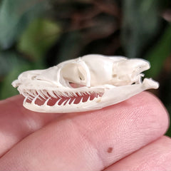 Snake Skull, Unidentified