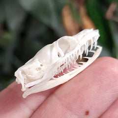 Snake Skull, Unidentified